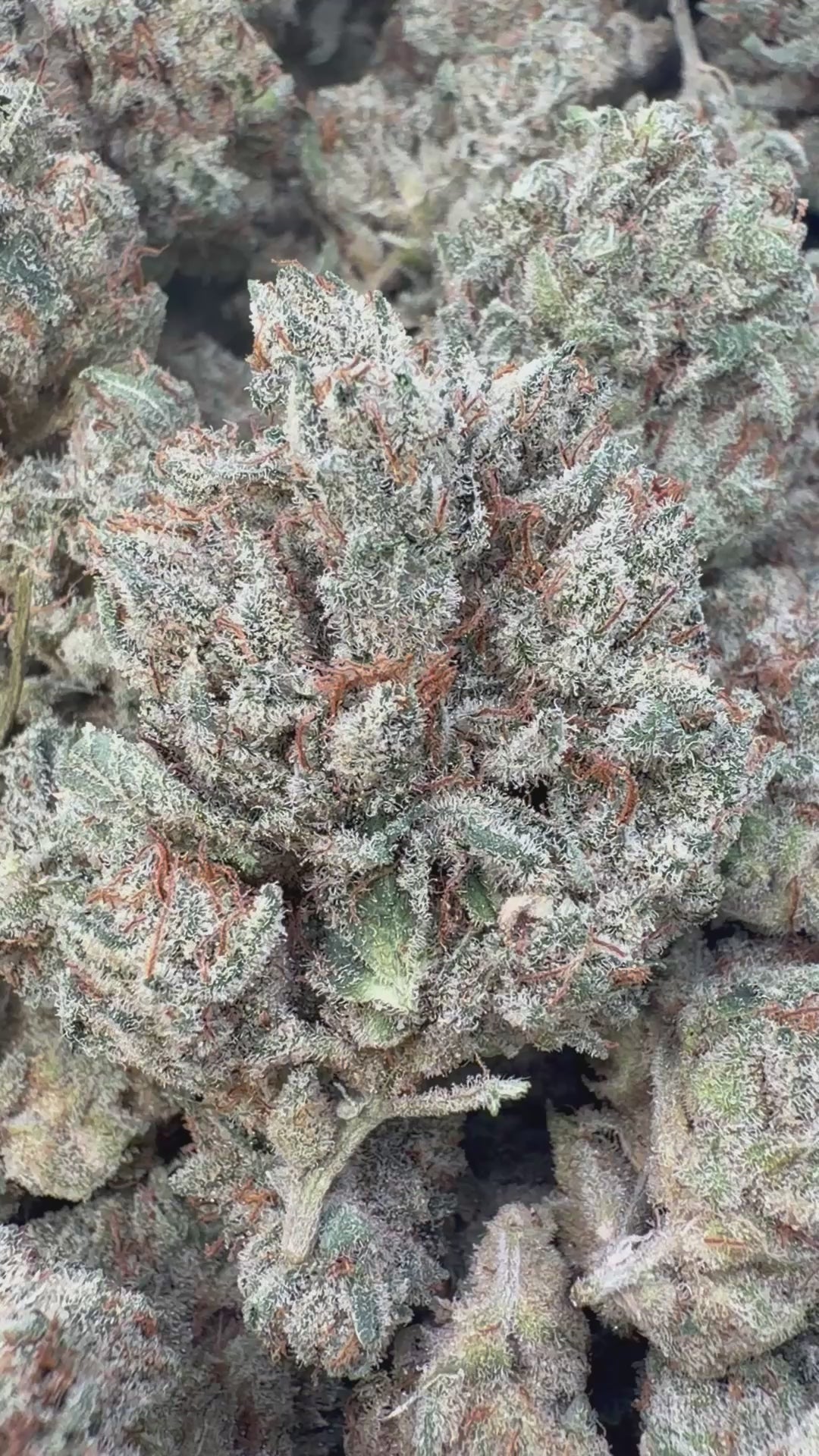 Cargar vídeo: Pre 98 Bubba Indoor - A granel - Indica