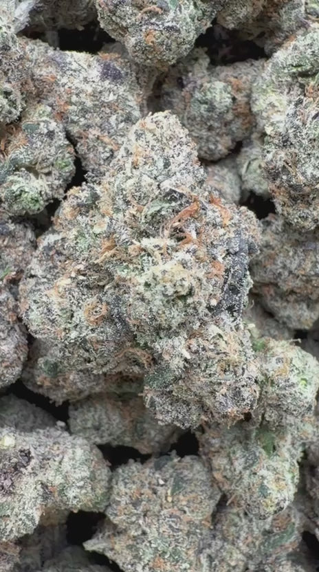 Cargar vídeo: Gumbo Indoor - Bulk - Hybrid