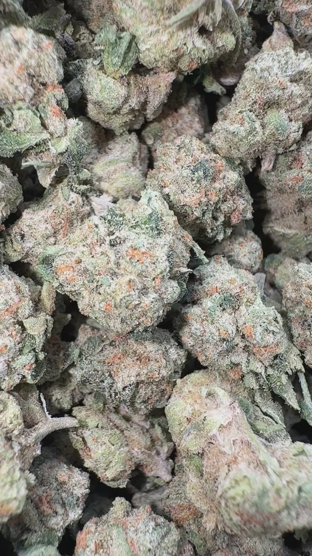 Load video: High Society Littles - Bulk Littles - Hybrid