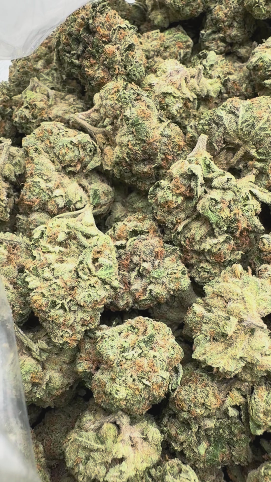 Load video: Snowman - Bulk - Hybrid