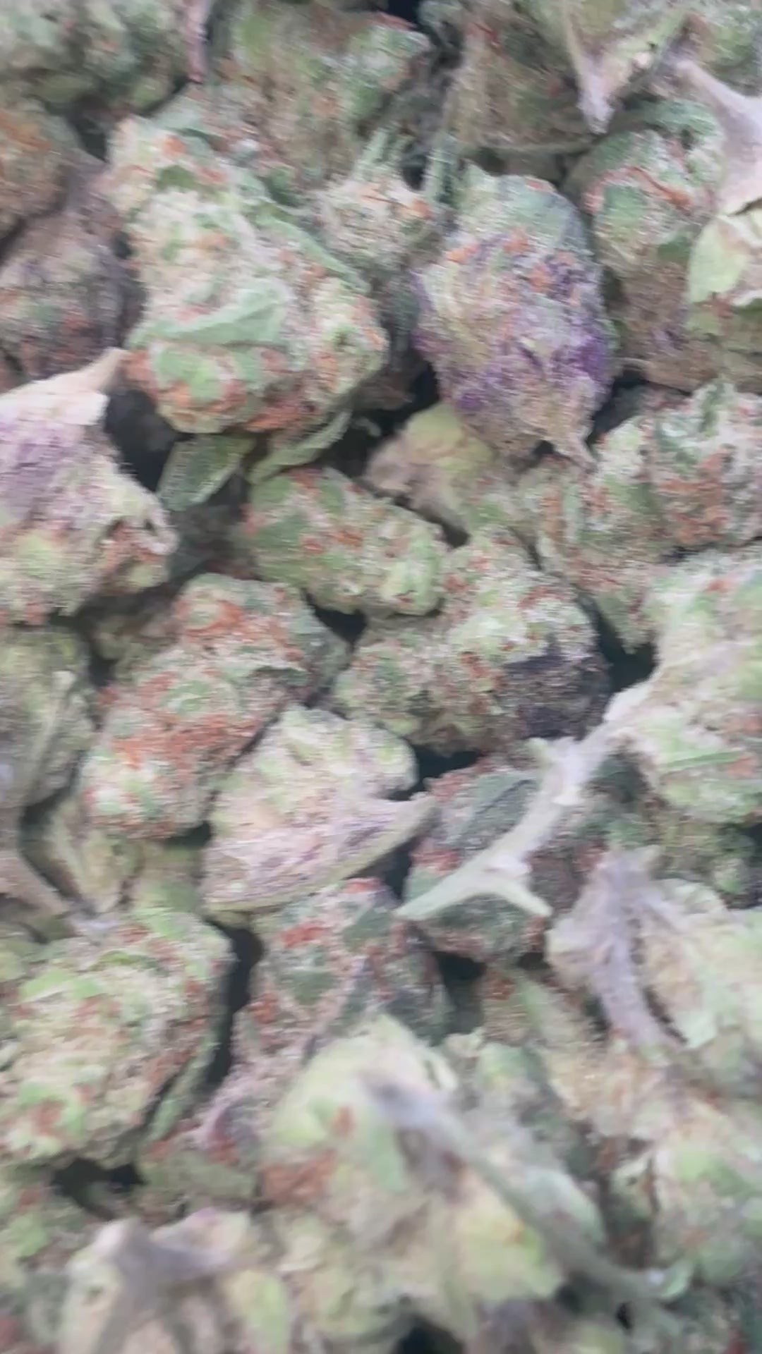 Load video: Hella Jelly Littles - Bulk Littles - Sativa