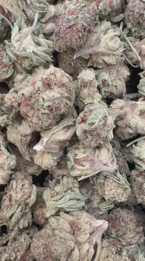 Load video: XJ 13 Mediums - Bulk Mediums- Sativa