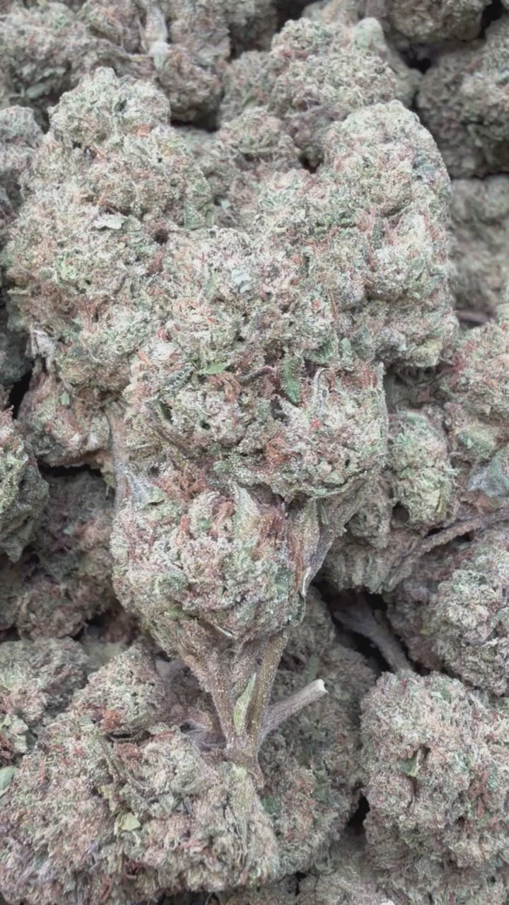 Load video: Gelato Kush - Bulk - Indica