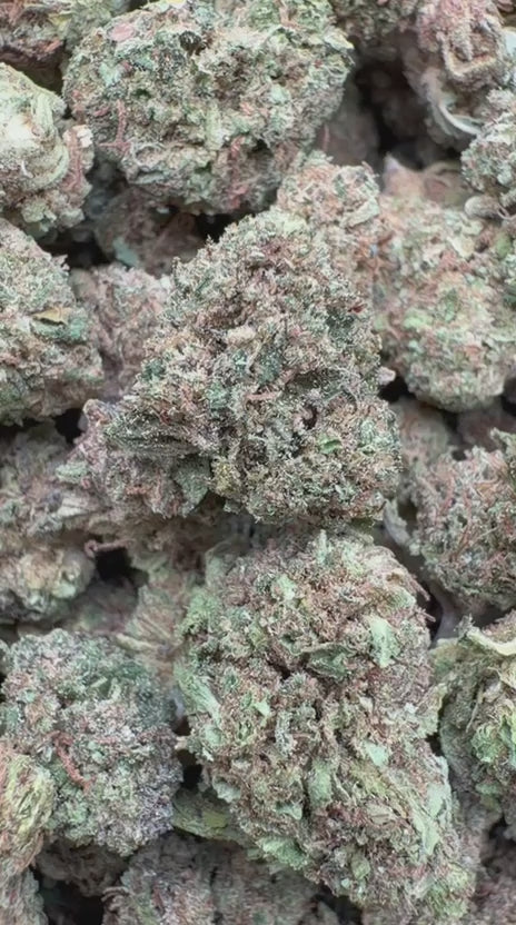 Cargar vídeo: Jack Herer Littles - Littles a granel - Sativa