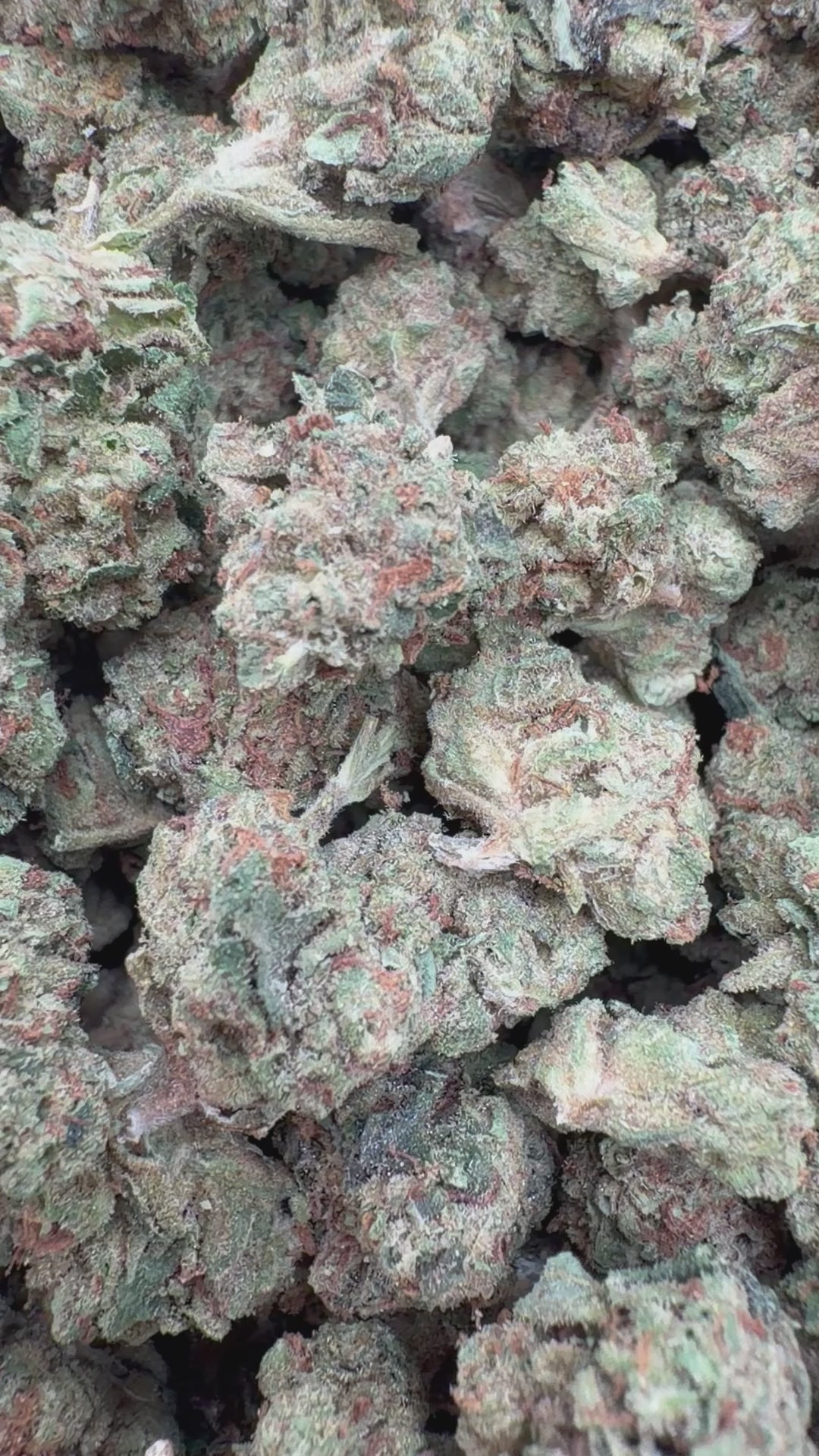Load video: Bruce Banner Littles - Bulk Littles - Hybrid