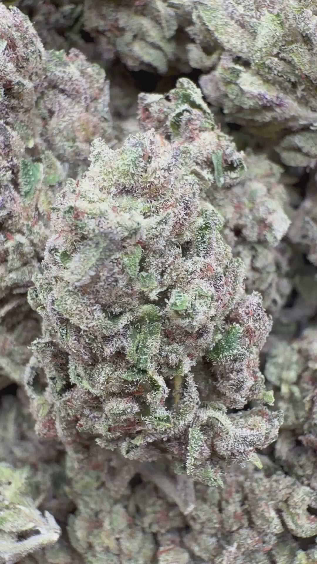 Load video: Blueberry Cough - Bulk - Sativa