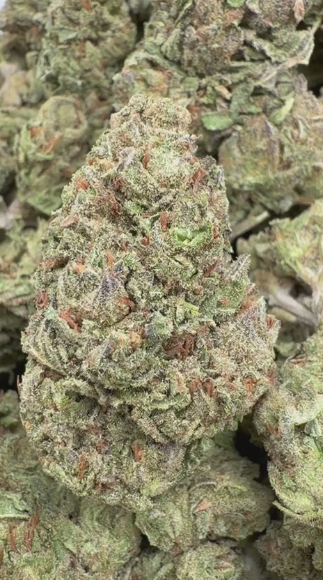 Cargar vídeo: Zkittles exóticos de interior x Mochi - A granel - Híbrido