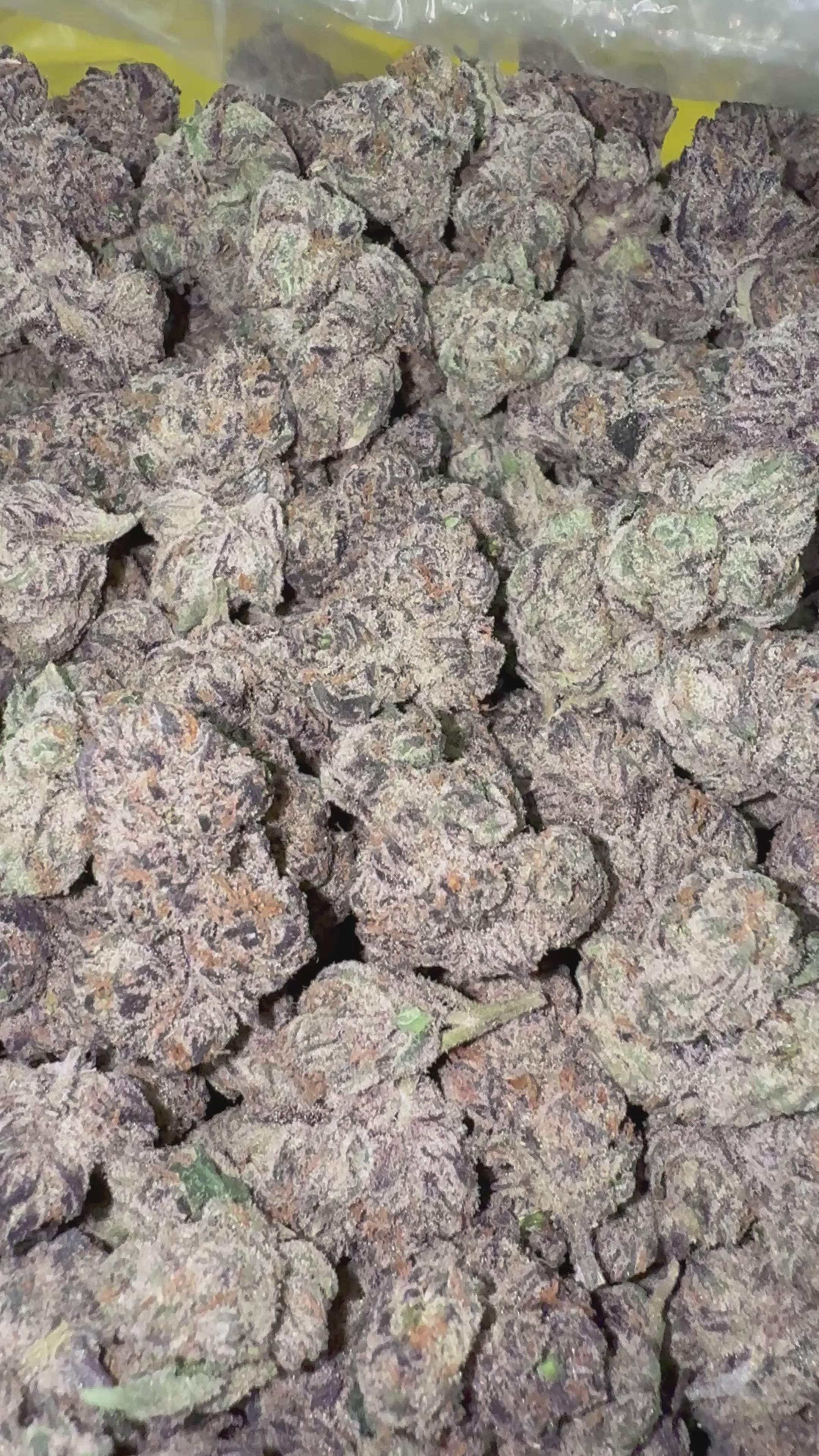 Load video: Black Magic - Bulk - Hybrid
