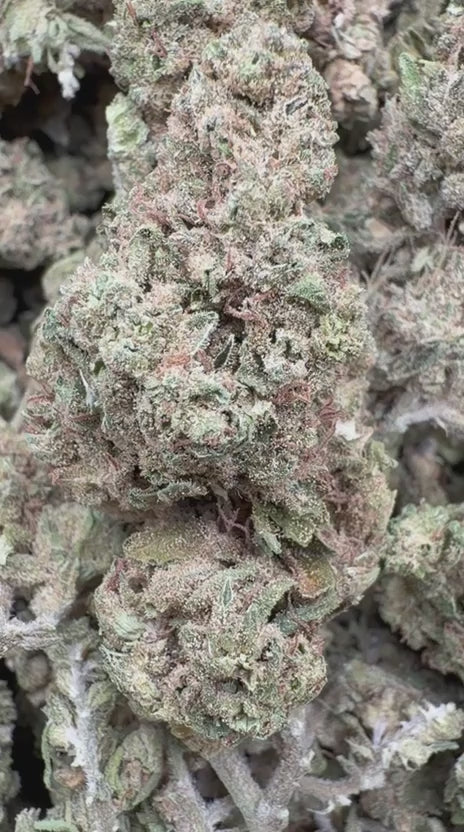 Load video: Hash Plant - Bulk - Indica