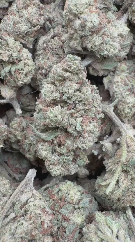 Load video: Burger Breath - Bulk - Indica
