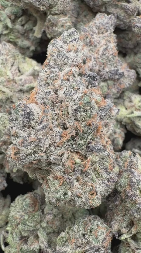 Load video: Blue Lemons Indoor - Bulk - Hybrid