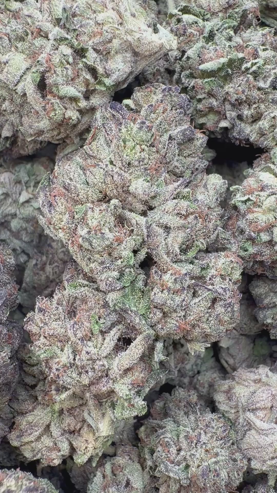 Cargar vídeo: Pastel de León - A granel - Híbrido