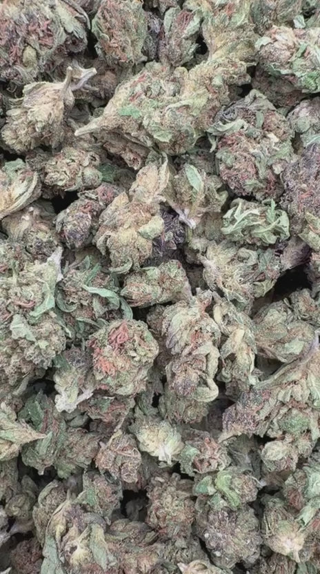 Cargar vídeo: Jack Murphy Littles - Littles a granel - Índica