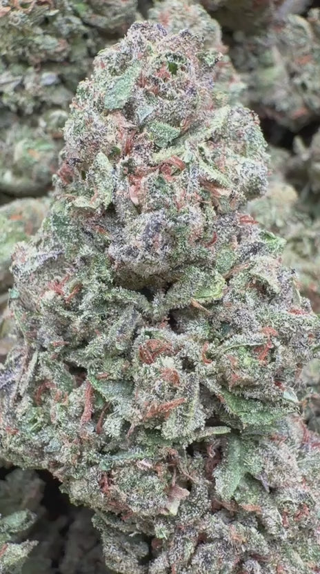 Load video: Oakland Runtz - Bulk - Hybrid