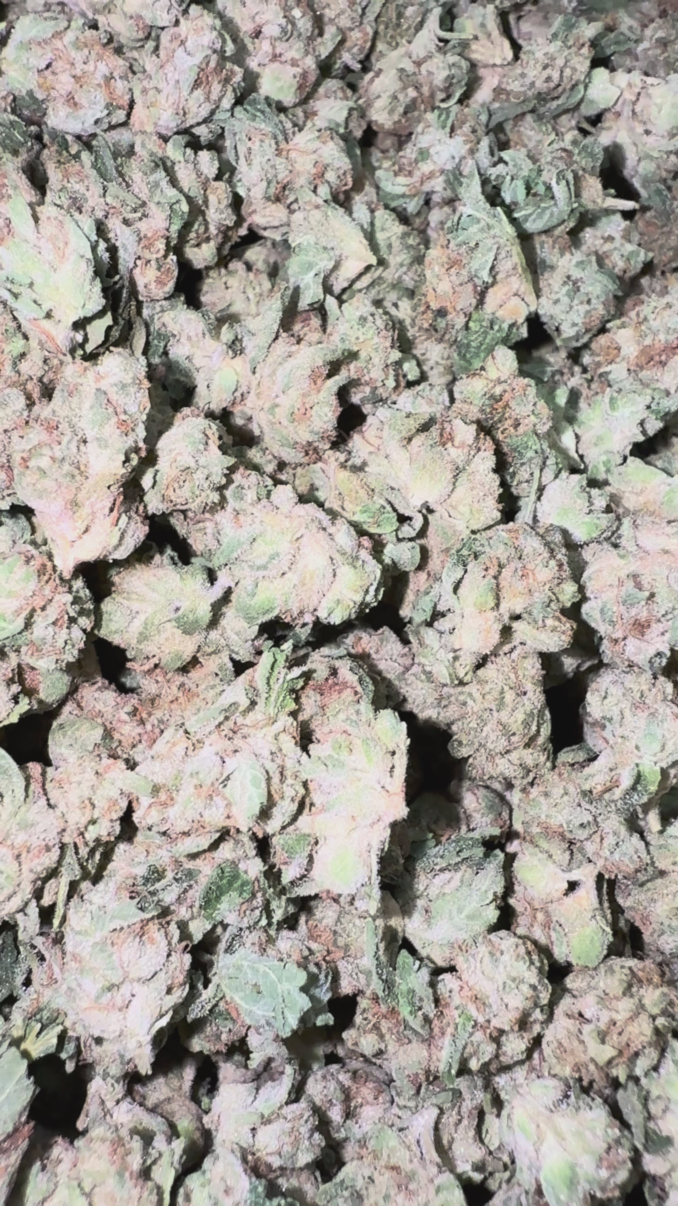 Load video: Wedding Cake Littles - Bulk Littles - Indica