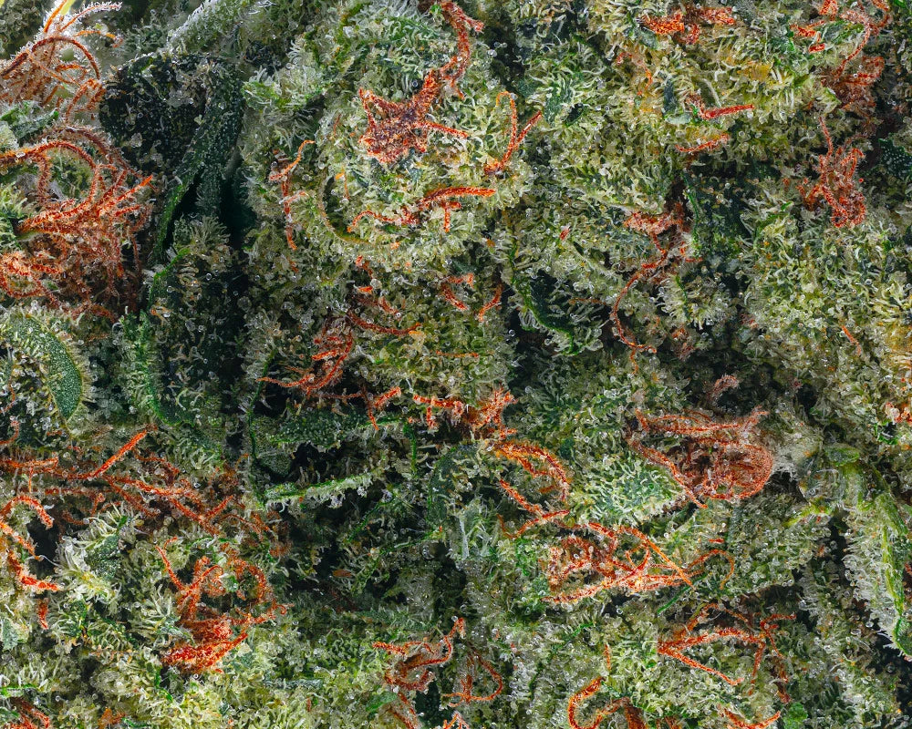 Purple Cookies - Bulk - Hybrid